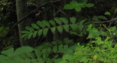 Polygonatum multiflorum