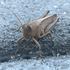 Schistocerca damnifica