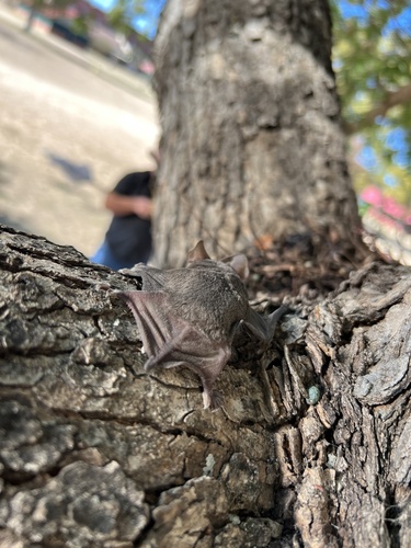 Mexican Free-tailed Bat photographed in Texas