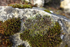 Grimmia pulvinata