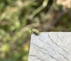 Diabrotica undecimpunctata