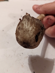 Coprinopsis atramentaria