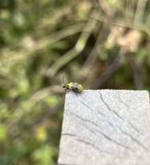 Diabrotica undecimpunctata