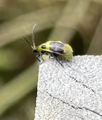Diabrotica undecimpunctata