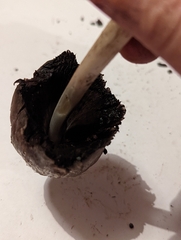 Coprinopsis atramentaria