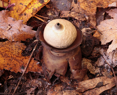Geastrum triplex