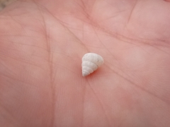 Cochlicella
