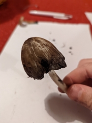 Coprinopsis atramentaria