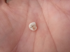 Cochlicella