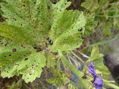 Podagrica fuscicornis