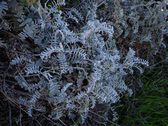 Astragalus miguelensis