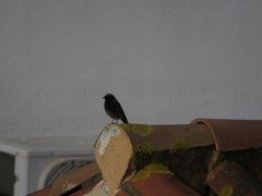 Phoenicurus ochruros