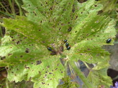 Podagrica fuscicornis