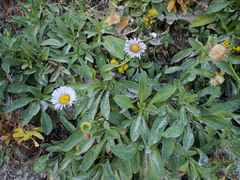 Erigeron glaucus