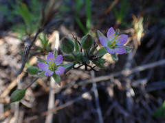 Spergularia macrotheca