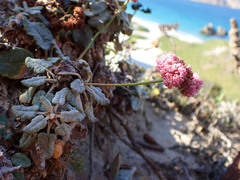 Eriogonum grande