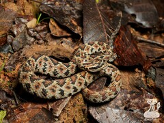 Crotalus ericsmithi