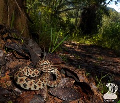 Crotalus ericsmithi