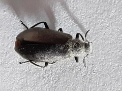Lagria villosa