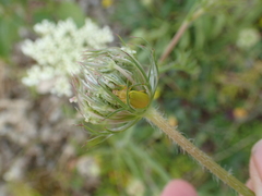 Cteniopus sulphureus