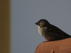 Passer domesticus