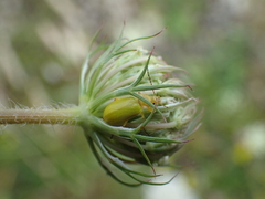 Cteniopus sulphureus