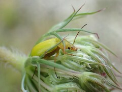 Cteniopus sulphureus
