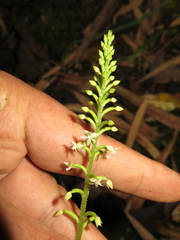 Cranichis diphylla