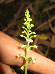 Cranichis diphylla