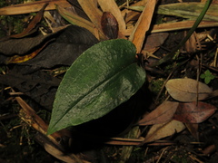 Cranichis diphylla