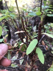 Calyptospora columnaris