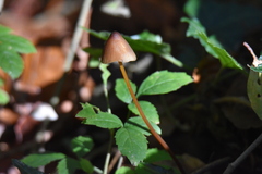 Mycena crocata