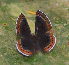 Chalodeta chlosine