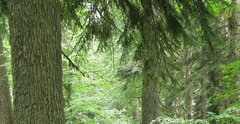 Abies nordmanniana