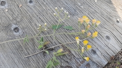 Bebbia atriplicifolia