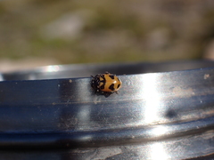 Hippodamia oregonensis