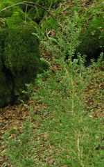 Buxus colchica