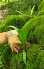 Asplenium scolopendrium scolopendrium