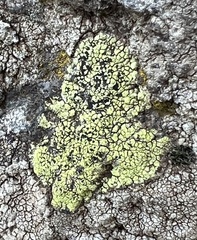 Acarospora socialis
