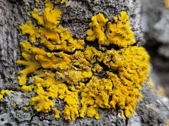 Xanthomendoza fallax