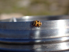 Hippodamia oregonensis