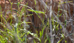 Masticophis taeniatus