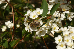 Andrena