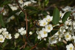 Andrena