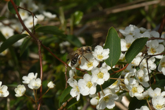 Andrena