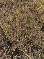 Bothriochloa