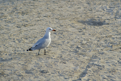 Ichthyaetus audouinii