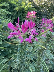 Cleome