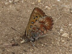 Aloeides pierus