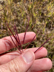 Bothriochloa